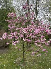 Sadzonka magnolii