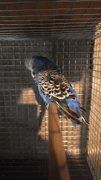 Periquito Inglês macho