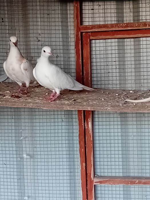 Cukrówki ńiebieskie młode