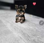 Dziewczynka Yorkshire Terrier Miniaturka