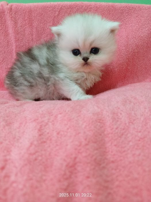 Британские котята