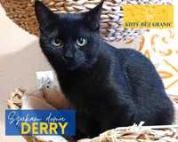 Derry czarna młodziutka kotka, porzucona na granicy czeka na dom