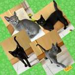 Gatinhos para adoção - Adoção conjunta