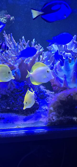 Pokolec Zebrasoma flavescens
