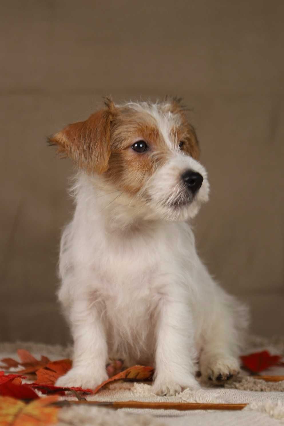 piesek Jack Russell terrier ZKWP/FCI szorstkowłosy