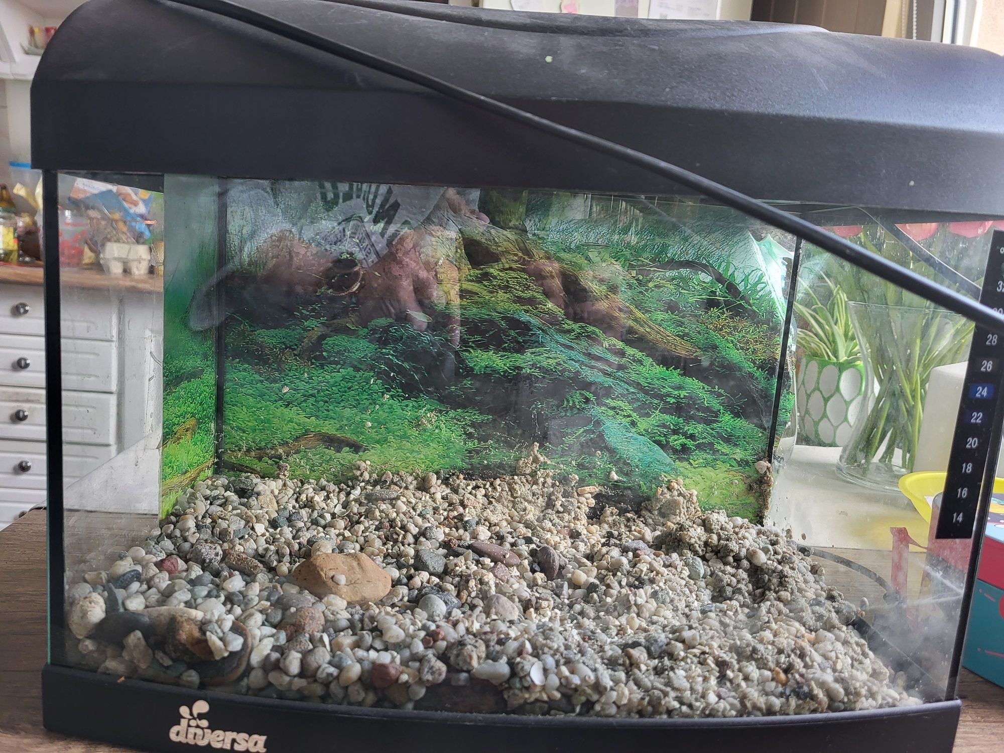 Akwarium Diversa