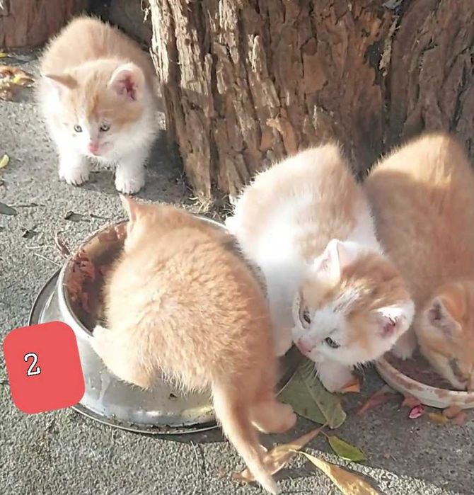 Oddam Kotki w dobre ręce :)