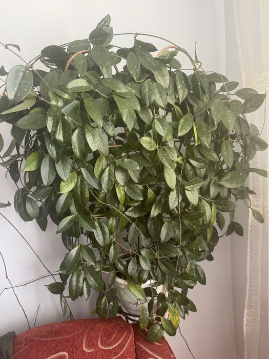 Хойя восковий плющ