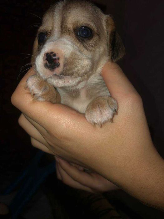 Відаємо цуценят англійського спаніеля