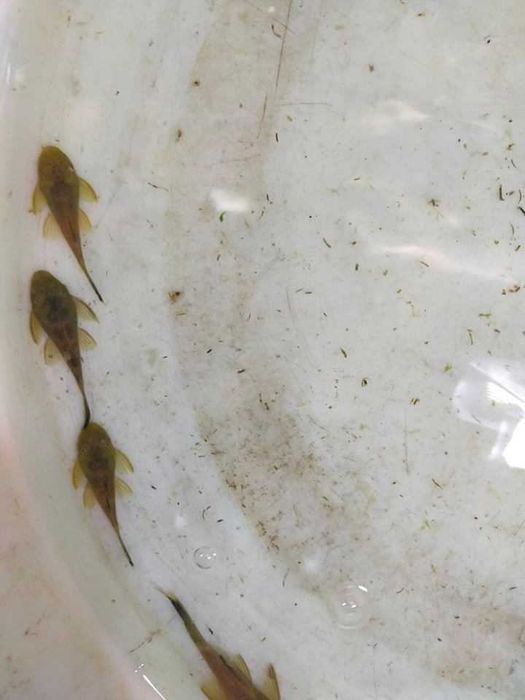 Ancistrus green dragon