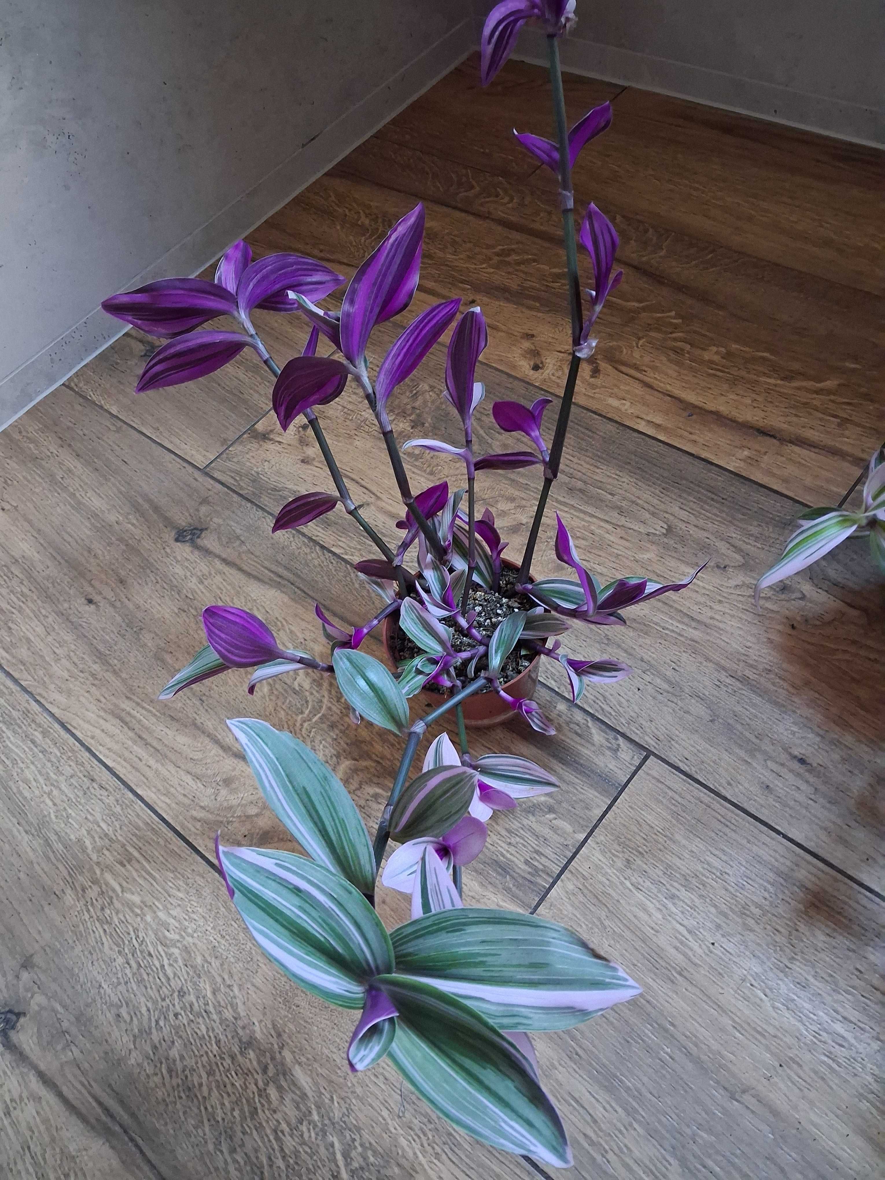 Tradescantia 'Nanouk' Trzykrotka