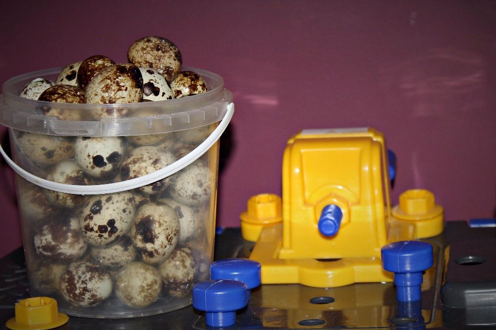 Перепел Перепела Перепелочки Яйца инкубация