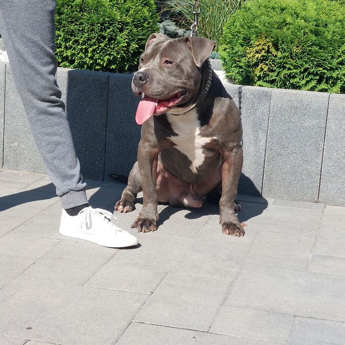Szczenięta American staffordshire terier Amstaff Blue