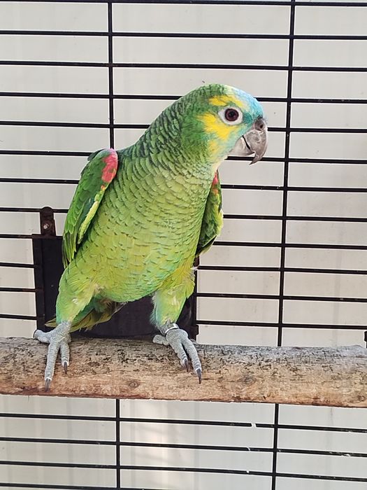 Amazona aestiva aestiva