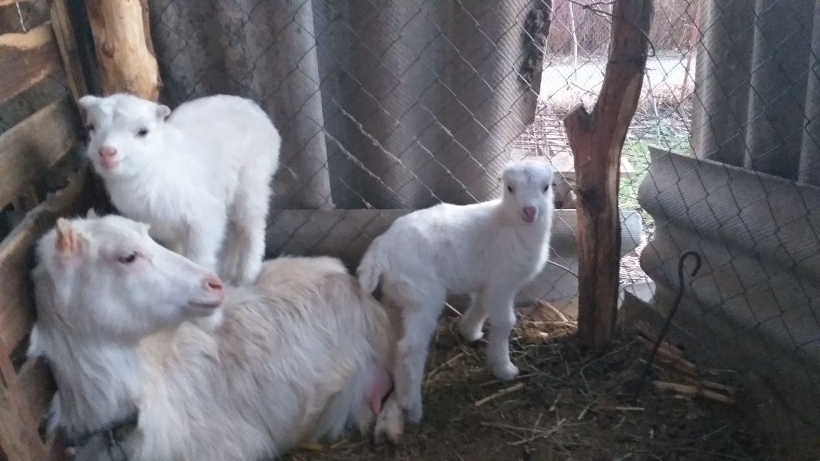 Коза, козенята, ламанча , альпійська, зааненська