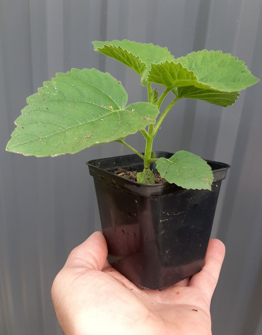 3 szt Drzewka tlenowe paulownia omszana