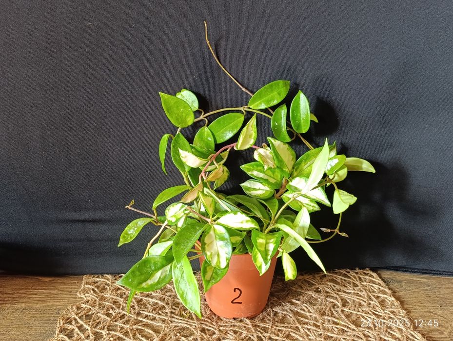 Hоya Carnosa Tricolour