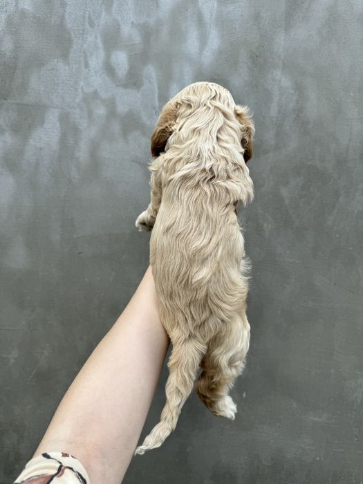 Американський кокер спаніель