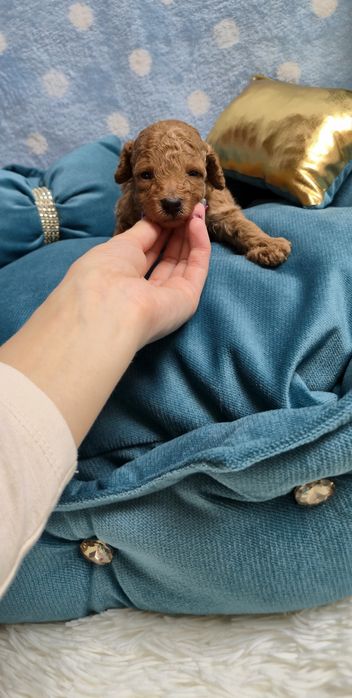 Cudowny chłopczyk Pudel Toy Red - Rodzice przebadani genetycznie