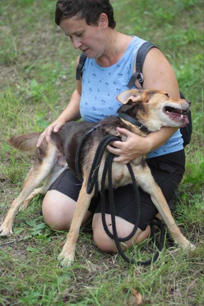 kochany, przyjazny, łagodny pies marzy o domu