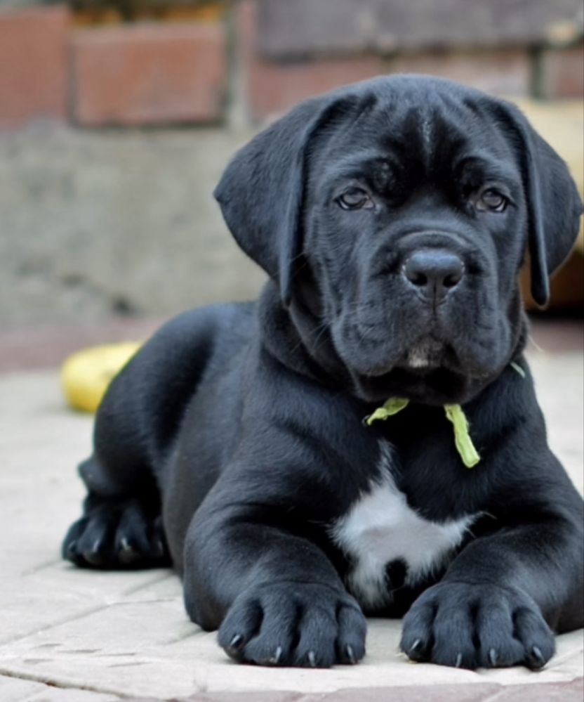 Не впусти шанс придбати одного знайкращих-Cane corso