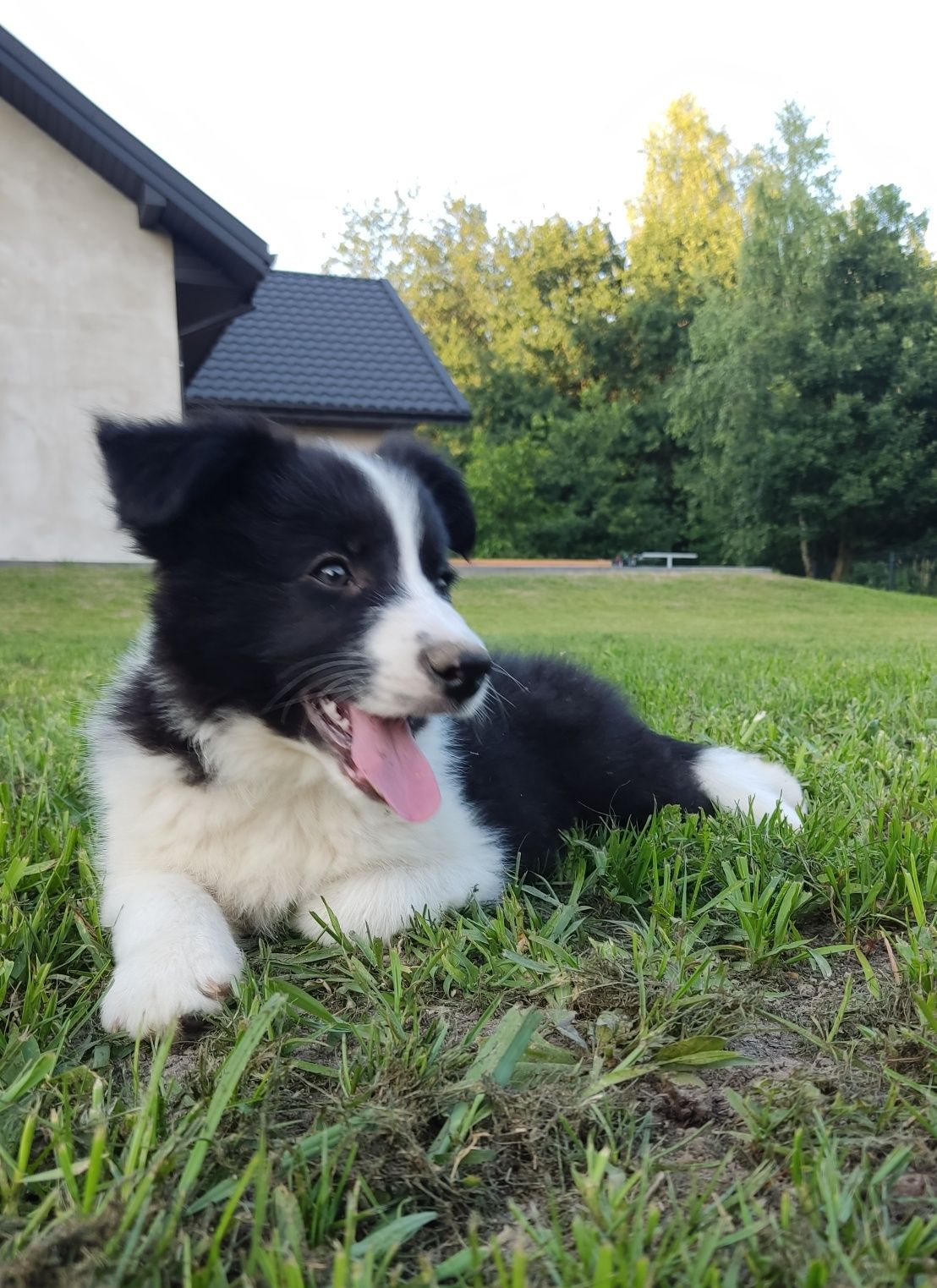 Wspaniały piesek Border Collie - gotowy do odbioru! Barni