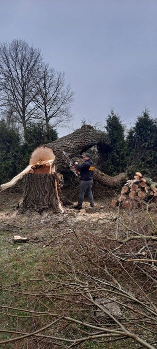 Wycinka drzew przycinanie wywóz gałęzi Rębak karczowanie terenów