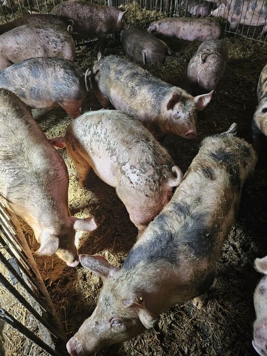 Półtusze wieprzowe od Rolnika z własnego chowu