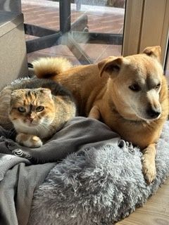 Sofi czeka na swój ciepły domek