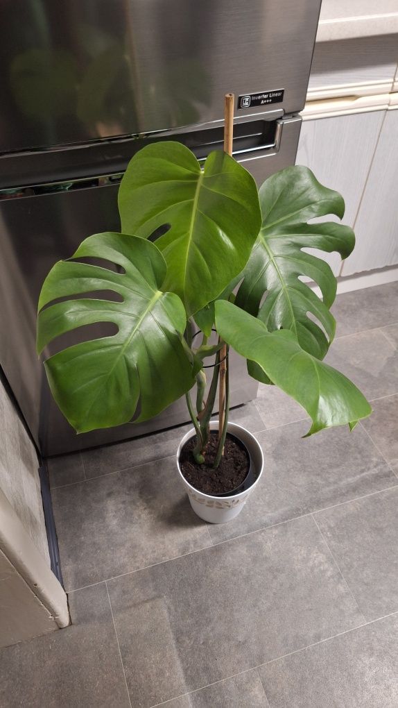 Monstera dziurawa