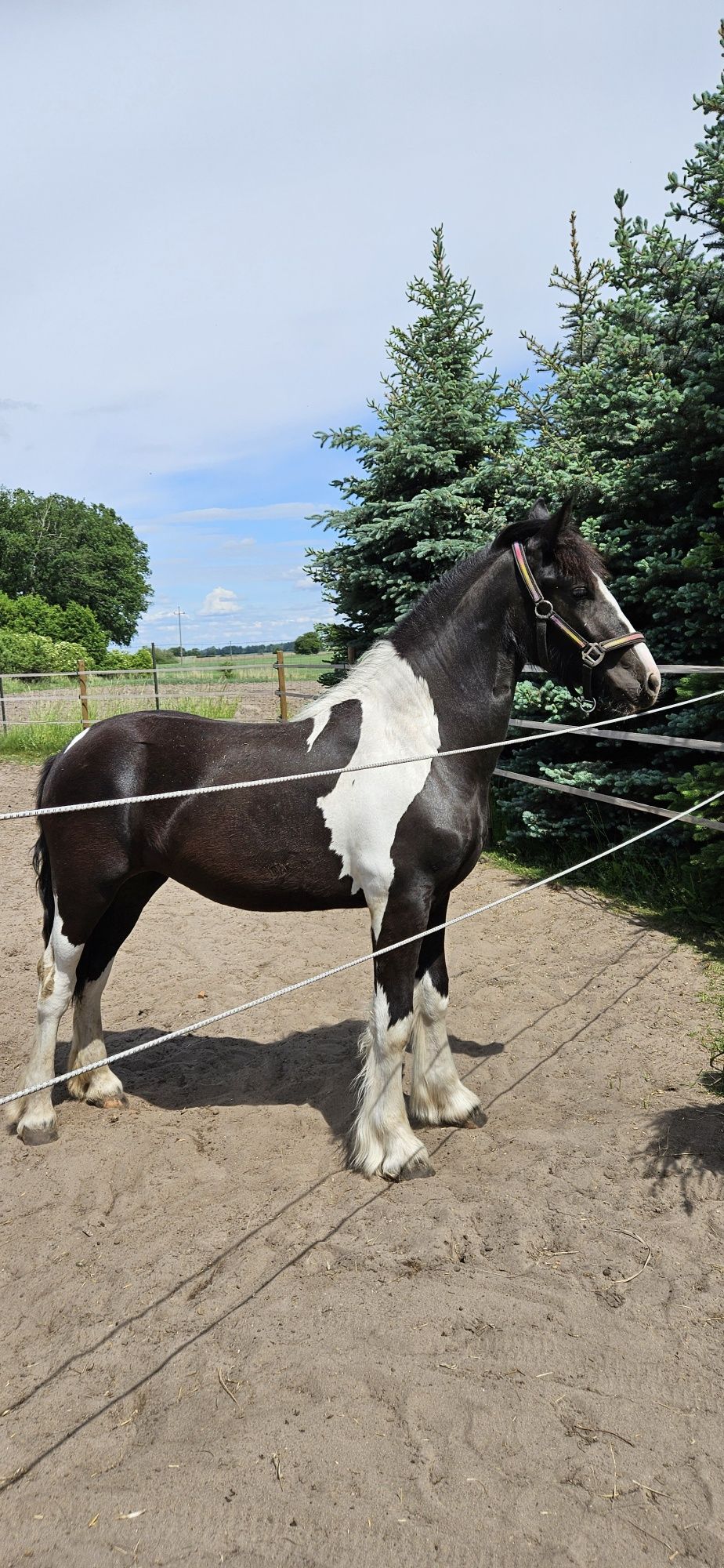 Klacz irish cob/fryzyjska