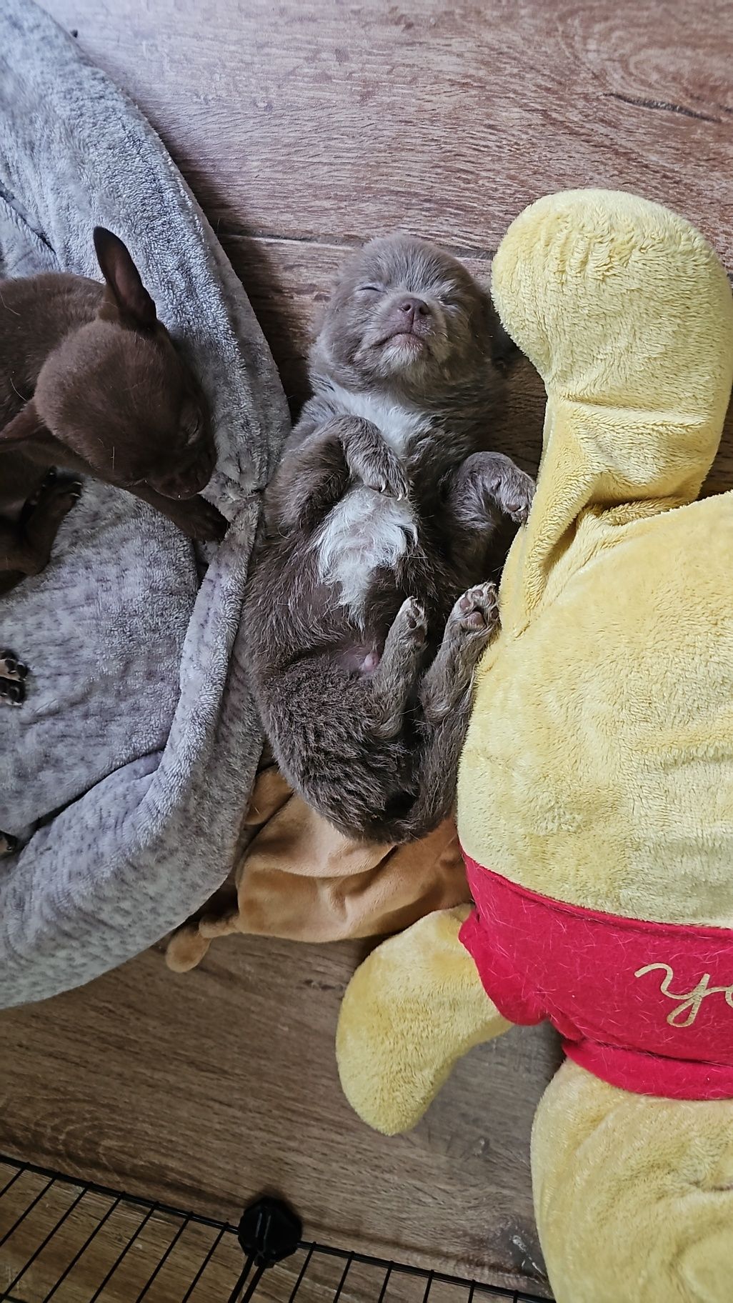 Chihuahua długowłosy błękitny