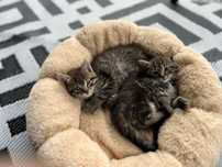 4 Koty do adopcji