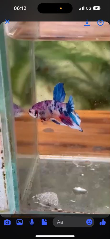 Peixes bettas