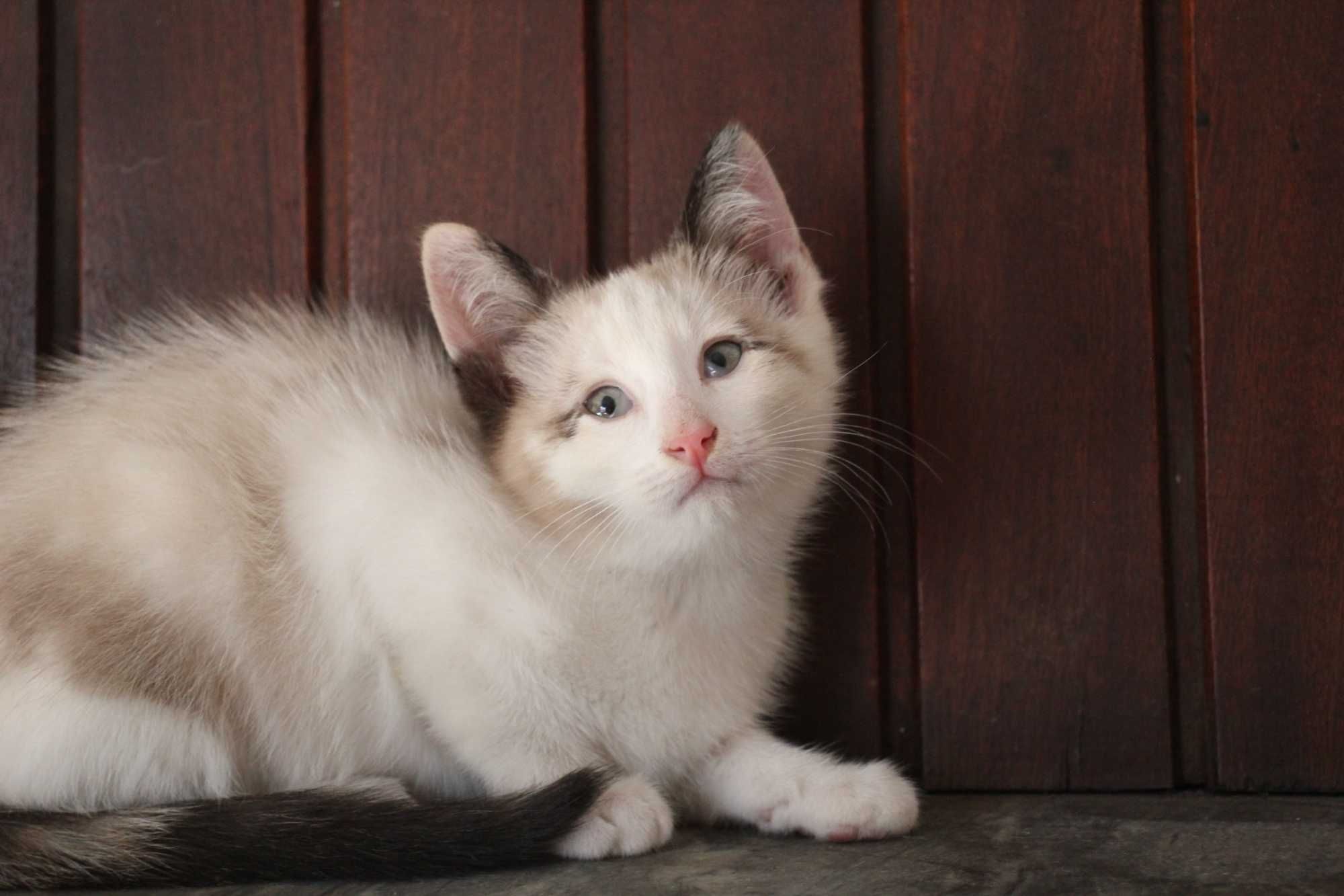 ESTERILIZADA | Gatinha de olhos azuis disponível para adoção ponderada