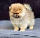Szpic miniaturowy, Pomeranian - suczka ORANGE SABLE