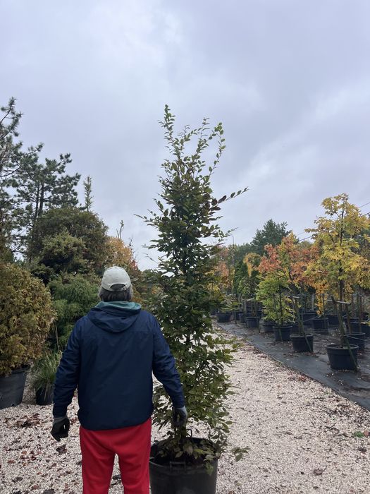 Grab 200-220 cm cis,thuja, tuja, laurowisnia