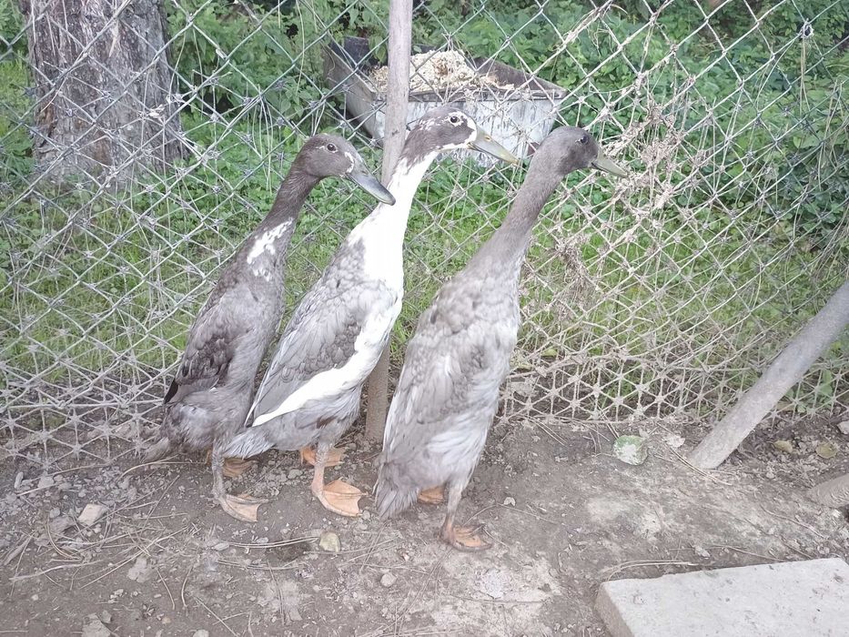 Sprzedam kaczki biegusy 4 miesiące