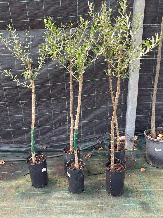 Oliveiras galega e lentrisca