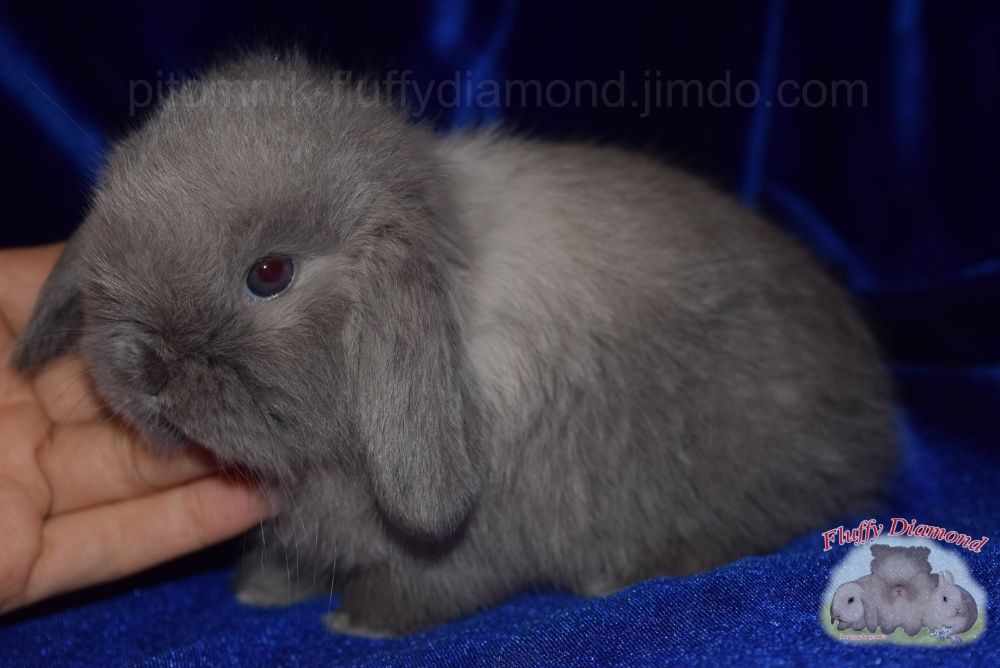 Кроленята з розплідника. Нідерландські висловухі кролики. Вакциновані.