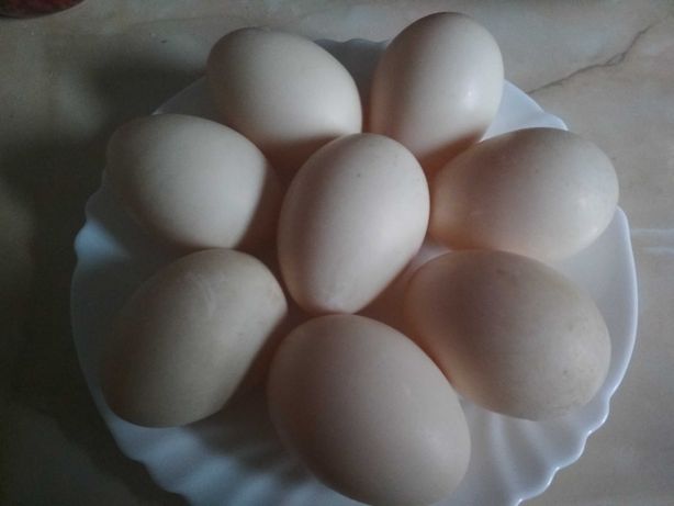 Яйце інкубаційне (біла мускусна качка)