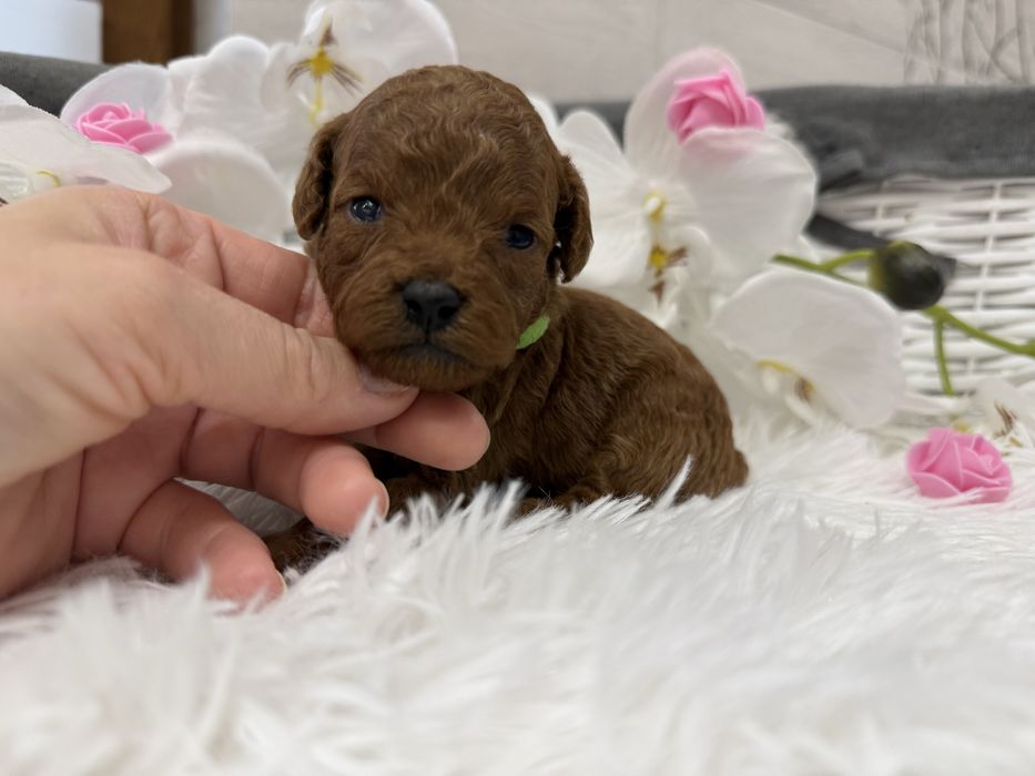 Pudel toy red, piesek, badania genetyczne.