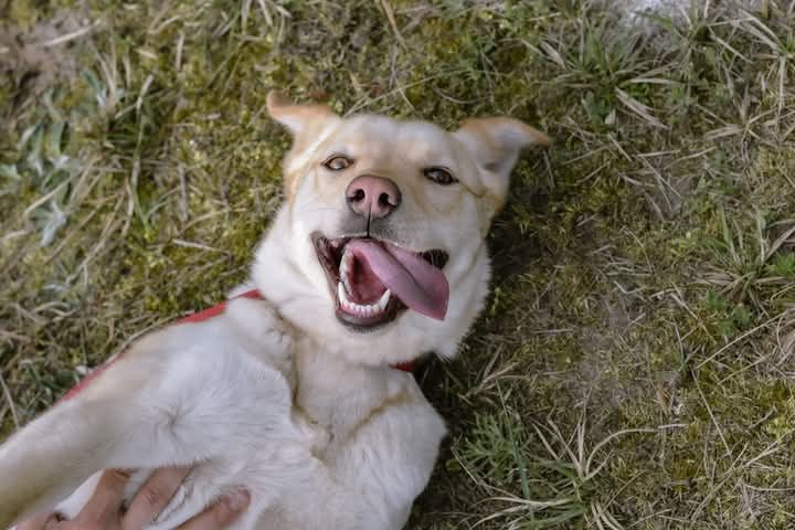 SAMBA poleca się do adopcji!