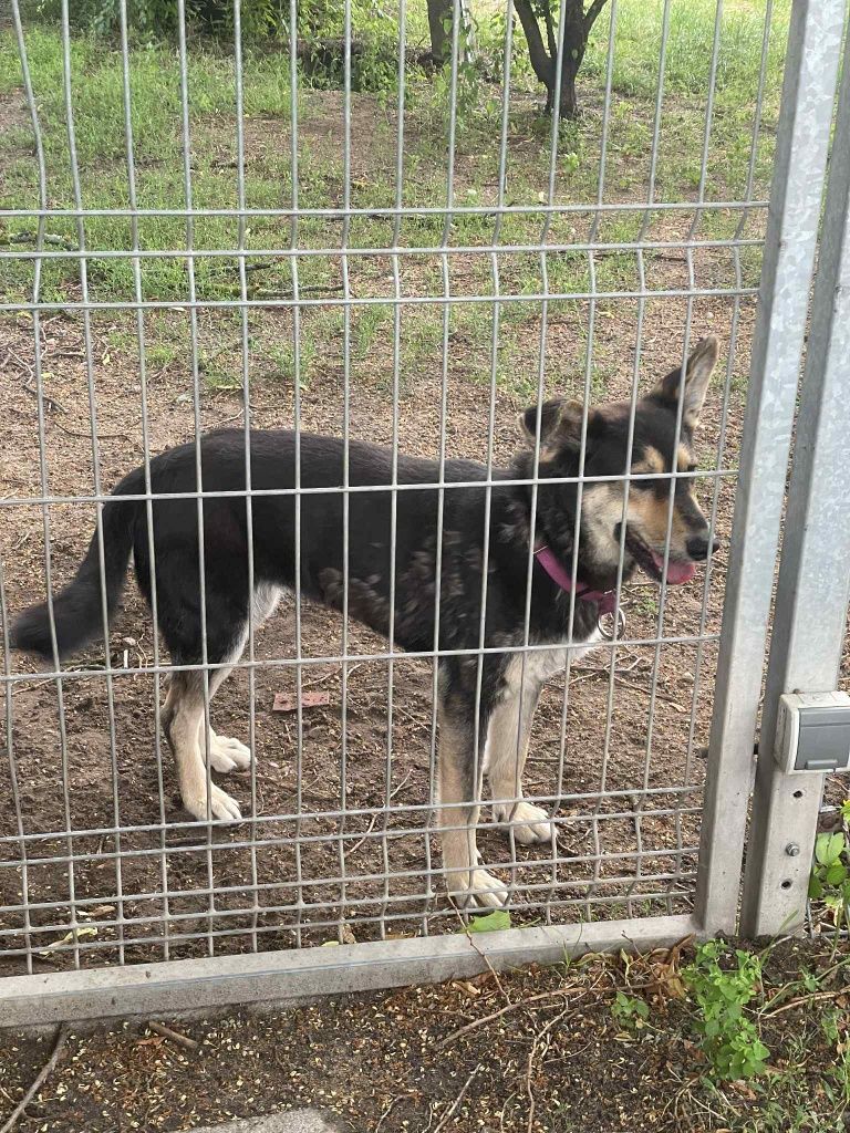Pies do adopcji - Grażynka