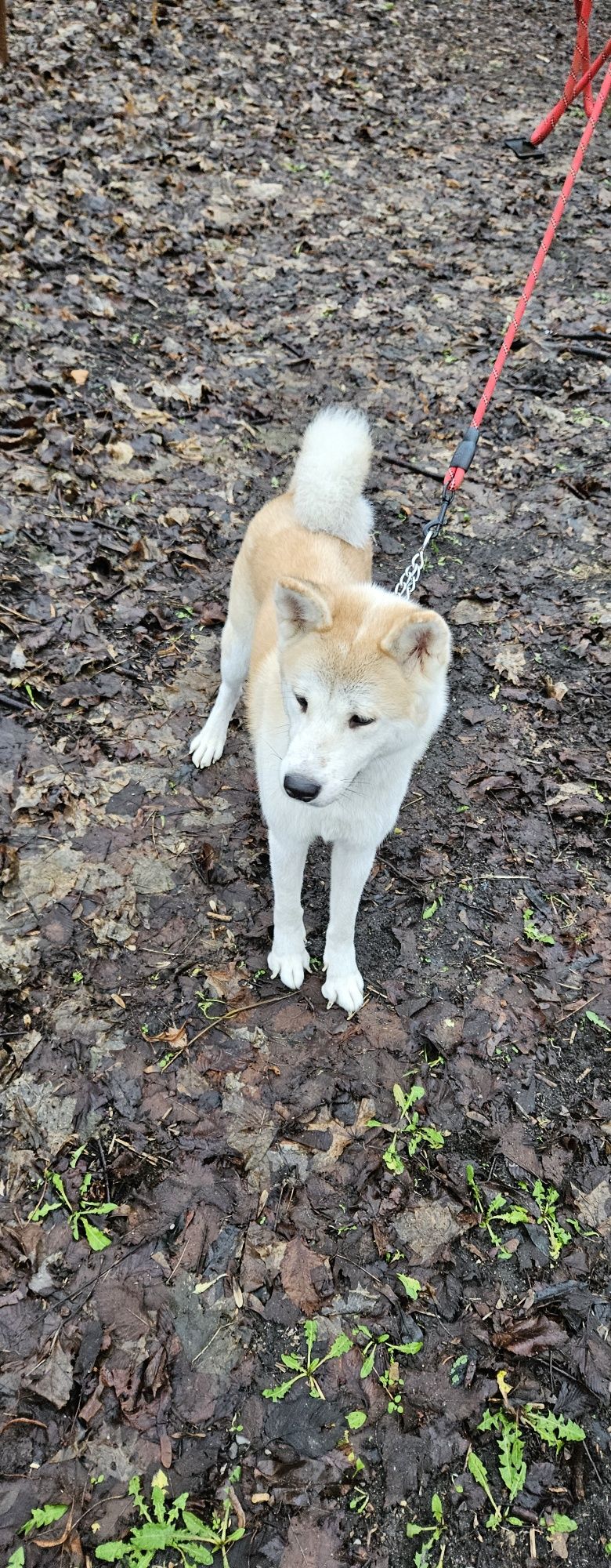 Akita Inu japońska