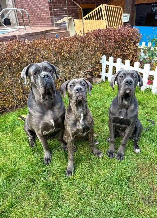 Цуценята Кане Корсо — 5 місяців, з документами