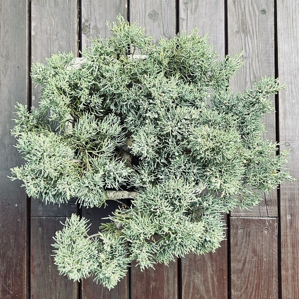 Bonsai z jałowca w recznie wykonanej betonowej donicy