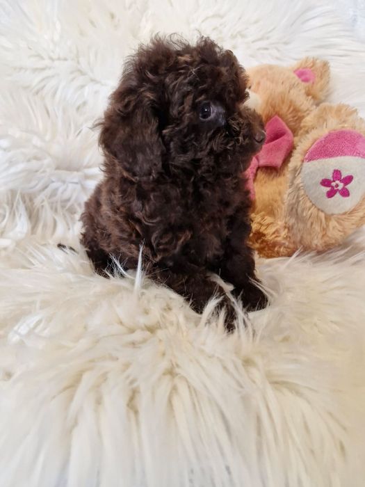 **KSENIA**sunia pudel toy choco do rezerwacji