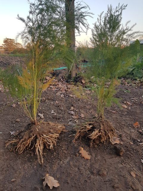 Duże sadzonki szparag