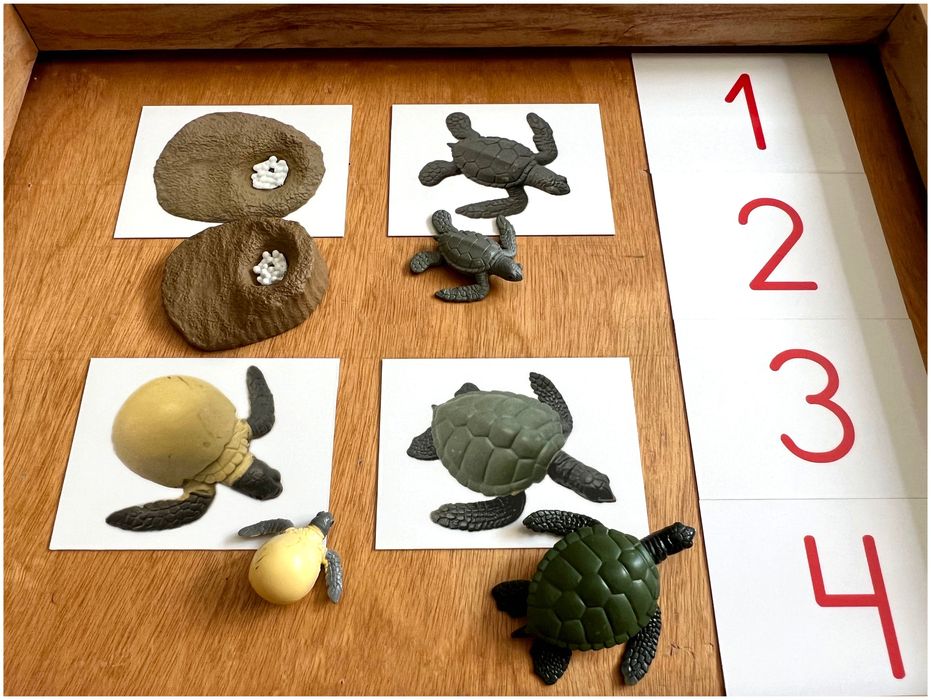 Tartaruga - Ciclo de Vida - Montessori